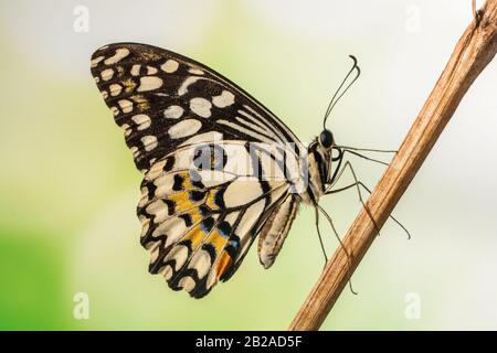 Porträt eines Schmetterlings auf einem Zweig, Indonesien Stockfoto