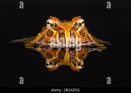 Porträt eines in Wasser getauchten Schrittmacherfrosches, Indonesien Stockfoto