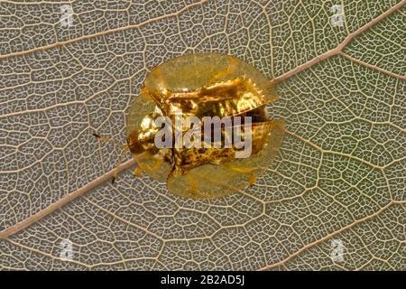 Porträt eines goldenen Schildkrötenbettes, Indonesien Stockfoto