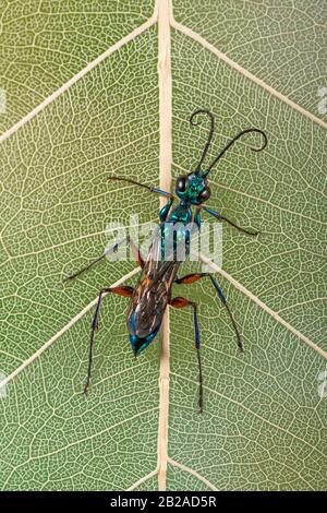 Porträt einer blauen Schlamm-Daupe, Indonesien Stockfoto