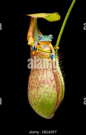 Frosch, der in einer tropischen Pitcher-Pflanze, Indonesien, sitzt Stockfoto