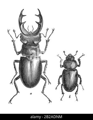 Hirschkäfler (Lucanus cervus) männliche (a) und weibliche (b) Exemplare in einer alten Abbildung für Schulbücher. Jahrhundert. Stockfoto