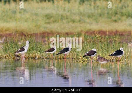 Schwarz geflügelte Stelzen an einem See in einem Dorf Stockfoto