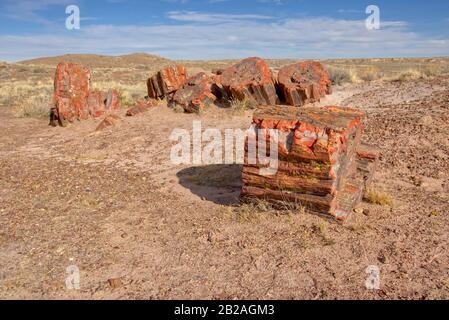 Broken Petrified Wood, Jasper Forest, Petrified Forest National Park, Arizona, USA Stockfoto