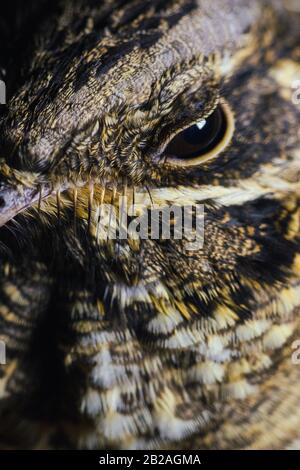 Nahaufnahme des Kopfes eines Nachtvogels Stockfoto