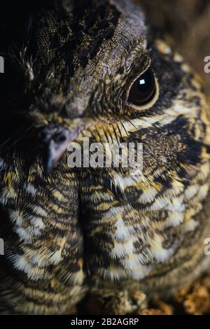 Nahaufnahme des Kopfes eines Nachtvogels Stockfoto