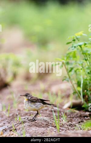 Gelb-Wachsvogel rammte auf dem Boden Stockfoto