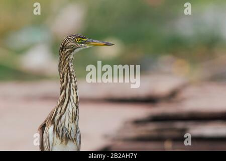 Indische Teich heron Vogel Stockfoto