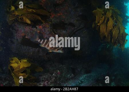 Gebänderter Morwong (rotes moki) versteckt sich in der Dunkelheit unter Kelp unter felsigem Wandüberhang. Stockfoto