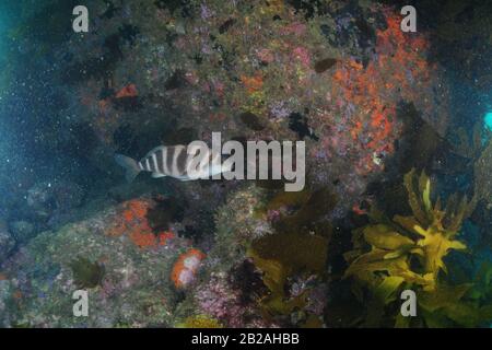 Gebänderter Morwong (rotes moki) an steinigen Wänden, die mit wirbellosen Tieren bedeckt sind. Die in Wasser verstreuten Partikel notieren. Stockfoto
