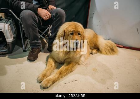 Sitzender brauner flauschiger tibetanischer Mastiffhund. Stockfoto