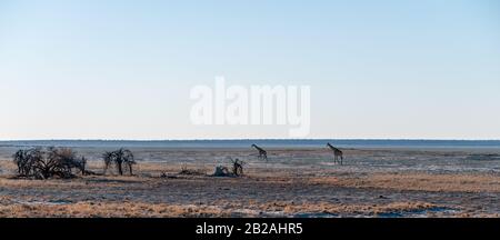 Wide Angle Shot von zwei angolanischen Giraffen - Giraffa giraffa angolensis - illustriert die große Offenheit der Ebenen von Etosha National Park, Namibia. Stockfoto