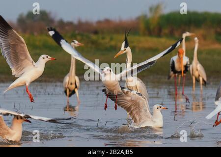 Gemalter Storch, grauer Reiher und Möwen in einem See Stockfoto