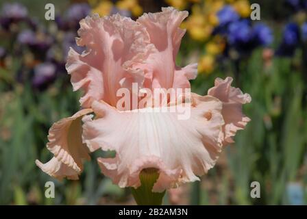 Hohe bärtige Iris, Blasen Platzen Stockfoto