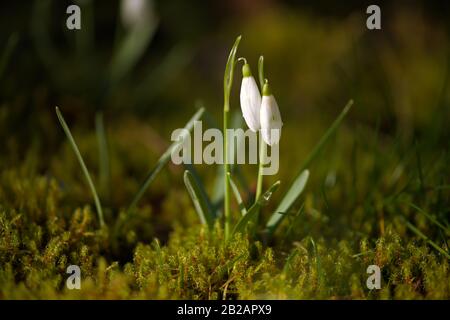 Schneefälle wachsen im frischen grünen Moos. Galanthus in Makro-Nahaufnahme mit morgendlichen Taupunkttropfen. Stockfoto