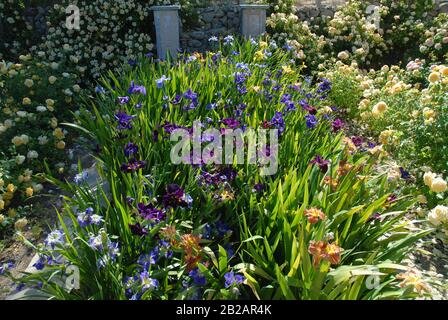 Blumengarten im Frühling, einschließlich Iris sibirica und Rosen in Blüte Stockfoto