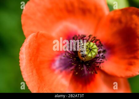Australische Native Bee sammelt Pollen aus einem blühenden roten Mohn Stockfoto