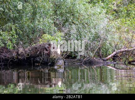 Wildvogelparadies - Donau in Rumänien - Delta, Natur pur in einer Wasserwelt wie von einem Boot aus gesehen Stockfoto