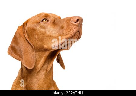 Niedliches ungarisches vizsla Hund Seitenansicht Studio-Porträt. Hund, der auf die Seite schaut, hat einen Kopfschuss, der über weißem Hintergrund isoliert ist. Stockfoto