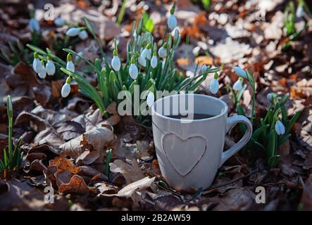 Eine Tasse Tee auf gefallenem Laub neben Frühlingsschneefällen im Wald. Frühlingsfrühstück in der Natur. Stockfoto