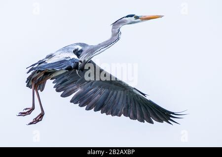 Porträt eines Storchs im Flug, Indonesien Stockfoto