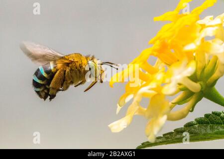 Biene, die eine Blume bestäubt, Indonesien Stockfoto