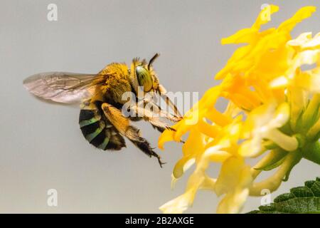 Biene, die eine Blume bestäubt, Indonesien Stockfoto