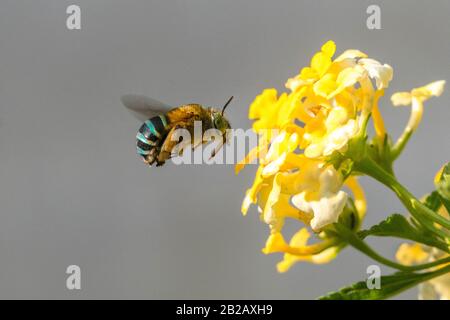 Biene, die eine Blume bestäubt, Indonesien Stockfoto