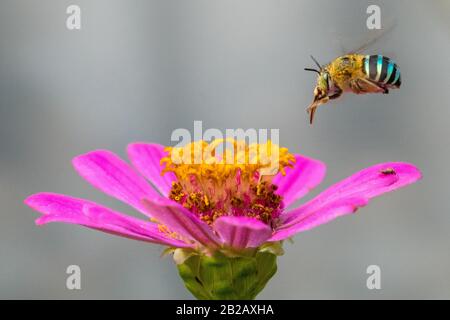 Biene, die eine Blume bestäubt, Indonesien Stockfoto