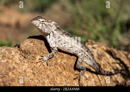 Wechselhafte Echse (Calotes versicolor) auf einem Felsen, Sri Lanka Stockfoto