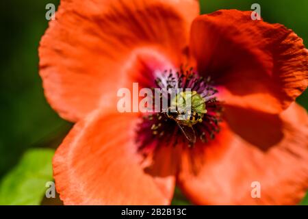 Australische Native Bee sammelt Pollen aus einem blühenden roten Mohn Stockfoto