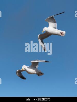 Ein Paar der europäischen Herring Gulls Larus argentatus fliegen über den Kopf. Stockfoto