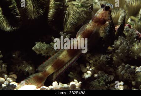 Garnelensperrige Amblyeleotris latifasciata Stockfoto