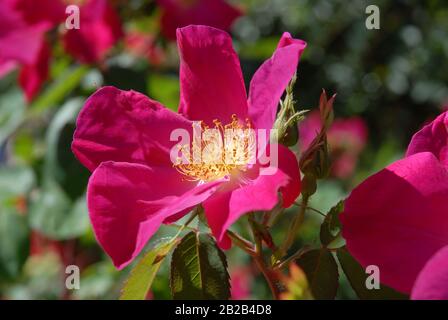 Strauchrose, Rosa gallica Scharlachglut Stockfoto