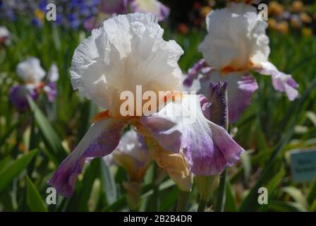 Weiße und lila Hohe bärtige Iris, Bold Fashion Stockfoto