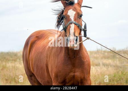 Porträt eines schönen braunen Pferdes auf Wiesenhintergrund Stockfoto