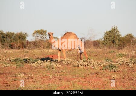 Wildes Kamel in Sandfire, Western Australia Stockfoto