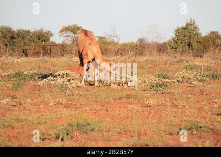 Wildes Kamel in Sandfire, Western Australia Stockfoto