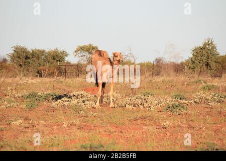 Wildes Kamel in Sandfire, Western Australia Stockfoto