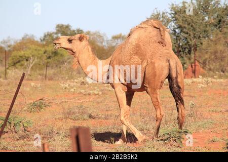 Wildes Kamel in Sandfire, Western Australia Stockfoto