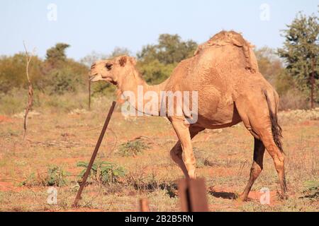 Wildes Kamel in Sandfire, Western Australia Stockfoto