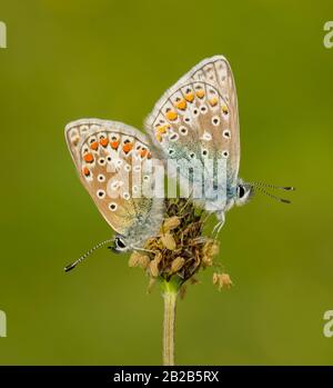 Ein Paar häufiger blauer Schmetterlinge (Polyommatus icarus), die sich auf einem Blumenkopf vor einem grünen Hintergrund paaren. Eingenommen in Gloucestershire, England. Stockfoto