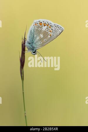 Ein häufiger blauer Schmetterling (Polyommatus Icarus) brütet auf einem Grasstamm. Stockfoto