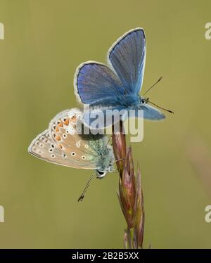 Zwei männliche gewöhnliche blaue Schmetterlinge ((Polyommatus Icarus) an einem Grasstamm, einer brütet mit geschlossenen Flügeln und einer mit geöffneten Flügeln. Stockfoto