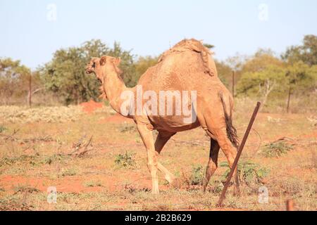 Wildes Kamel in Sandfire, Western Australia Stockfoto