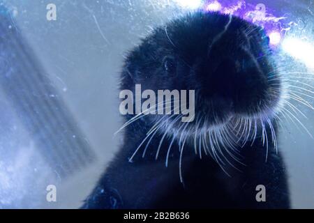 Alaskan Sea Otter Ozzy in seinem neuen Zuhause im National SEA LIFE Center in Birmingham. Der Fischotter wurde Anfang dieses Jahres nach Großbritannien gebracht, nachdem er von Mitarbeitern im Alaska Sealife Center in Seward gerettet und gepflegt wurde. Stockfoto