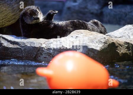 Alaskan Sea Otter Ozzy in seinem neuen Zuhause im National SEA LIFE Center in Birmingham. Der Fischotter wurde Anfang dieses Jahres nach Großbritannien gebracht, nachdem er von Mitarbeitern im Alaska Sealife Center in Seward gerettet und gepflegt wurde. Stockfoto