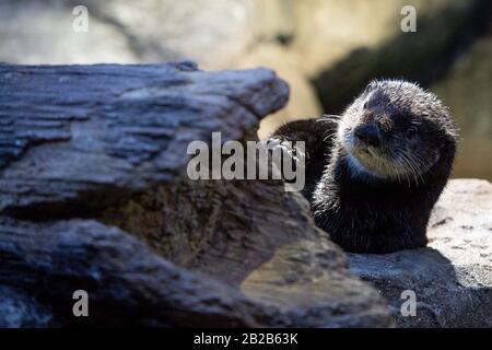 Alaskan Sea Otter Ozzy in seinem neuen Zuhause im National SEA LIFE Center in Birmingham. Der Fischotter wurde Anfang dieses Jahres nach Großbritannien gebracht, nachdem er von Mitarbeitern im Alaska Sealife Center in Seward gerettet und gepflegt wurde. Stockfoto