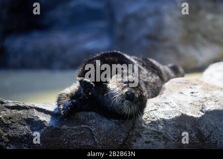 Alaskan Sea Otter Ozzy in seinem neuen Zuhause im National SEA LIFE Center in Birmingham. Der Fischotter wurde Anfang dieses Jahres nach Großbritannien gebracht, nachdem er von Mitarbeitern im Alaska Sealife Center in Seward gerettet und gepflegt wurde. Stockfoto