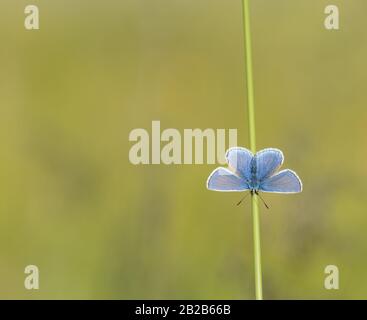 Ein männlicher häufiger blauer Schmetterling (Polyommatus Icarus), der auf einem Grasstamm mit seinen blauen Flügeln aufliegt, der vor einem grünen Hintergrund geöffnet ist. Stockfoto